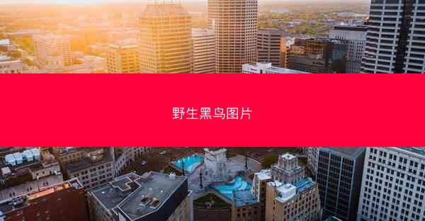 野生黑鸟图片